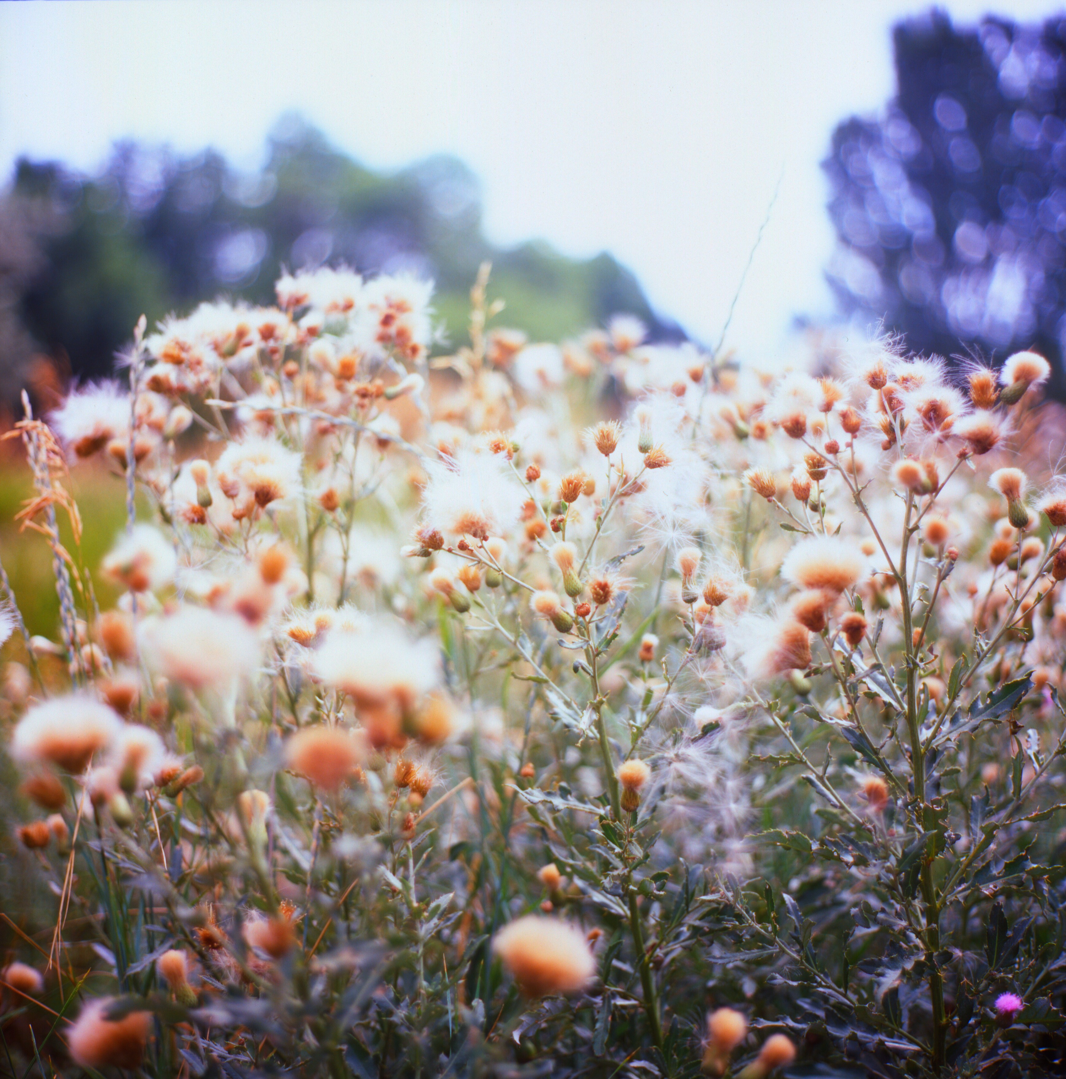 20252782318_5eb681dfe7_o